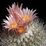 Rapicactus pailanus ©JM DSCF0059c.jpg